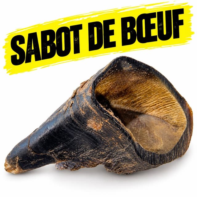 LB Sabot de Boeuf / Gros