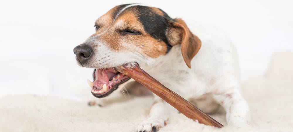 Jack Russell qui mâche un bâton de mastication